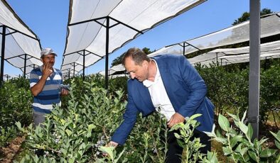 İznik Belediyesi’nin mesken sahipliğinde 4. sefer düzenlenecek Maviyemiş Şenliği bu yıl 14 Temmuz 2024 Pazar günü gerçekleştirilecek
