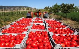 Yaş meyve zerzevat ve meyve zerzevat mamulleri ihracatı 6 ayda 3 milyar doları aştı